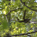 Brown Thrasher