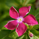 Impatiens