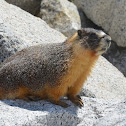 Yellow-bellied marmot
