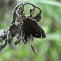 Common Sootywing