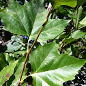 Sycamore