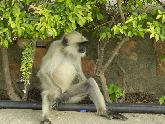 Spotting Image 1