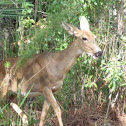 White tailed deer