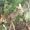 White tailed deer
