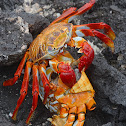 Sally Lightfoot crab