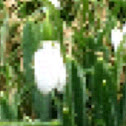 Snowdrop