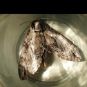Waved Sphinx - Hodges#7787