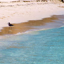 Sooty Gull