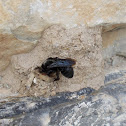 Black mason hornet