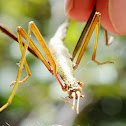 New Zealand Stick Insect