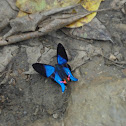 Dyson's Swordtail