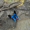 Dyson's Swordtail