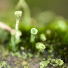 Cup Lichen