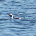 Long-tailed Duck (male)