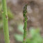 Asparagus