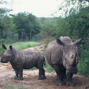 White Rhino