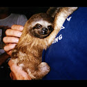Sloth