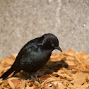 Brewers Blackbird
