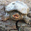 Snapping Turtle