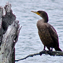 Neotropic Cormorant