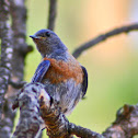 Bluebird