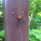 Wheel Bug