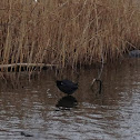 American Coot