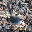Superb Fairywren