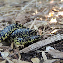 Speckled Kingsnake