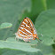 common silverline