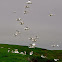 Alcatraz (Northern Gannet)