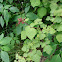 Red Raspberry