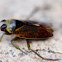 Backswimmer
