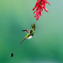 Booted Racket-tail hummingbird