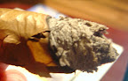 DSC02583.JPG
