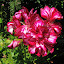 Ivy Geranium 'Colorcade Burdundy Ice'