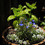 Potted Sweet Basil