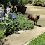 Catnip from two perspectives...