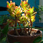 Miniature Jade