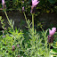 Spanish Lavender