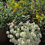 Sweet Alyssum