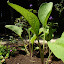 Comfrey