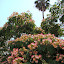 Mondomuse's Frontyard garden