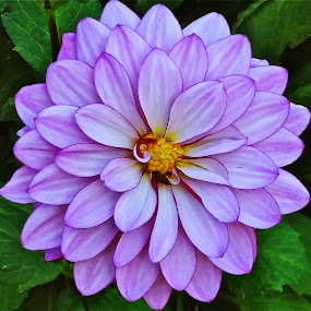 God's Creation, Nature Made  3 by Bruce Martin - Nature Up Close Flowers ( nature, flowers )