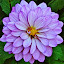 God's Creation, Nature Made  3 by Bruce Martin - Nature Up Close Flowers ( nature, flowers )