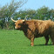 Highland Cow