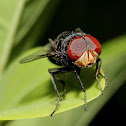 Fly