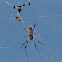 Golden Silk Orbweaver
