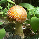 Fly Agaric