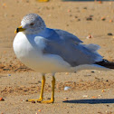 Ring-billed Gull